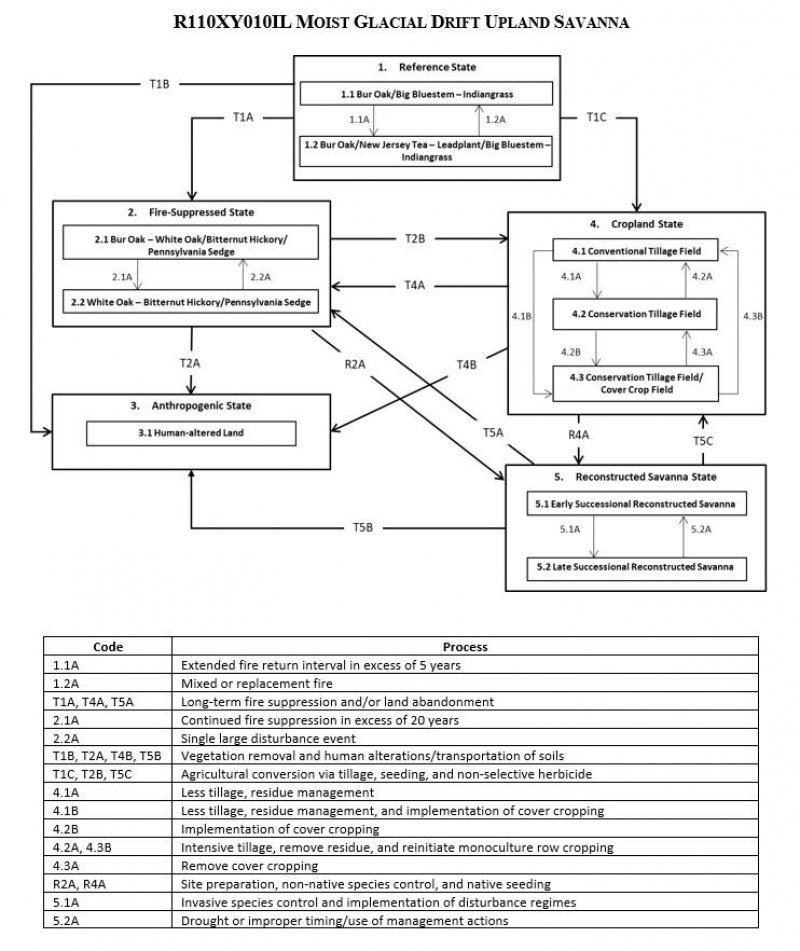 Model diagram