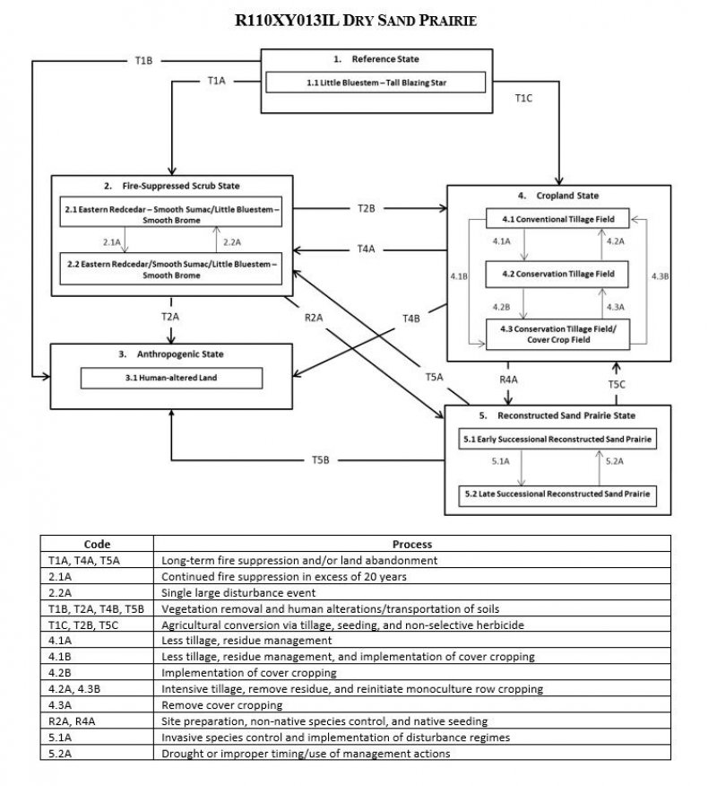 Model diagram