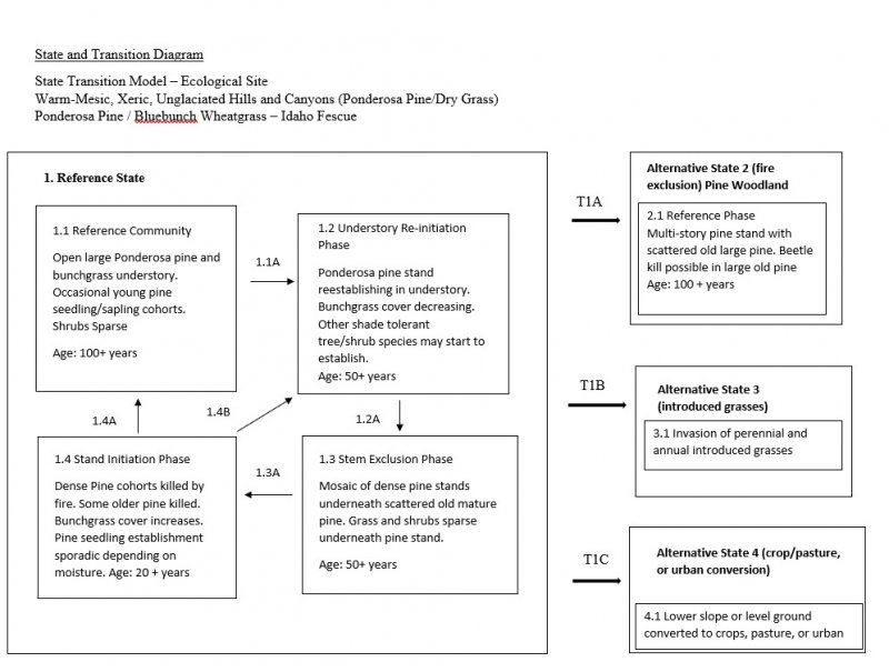 Model diagram