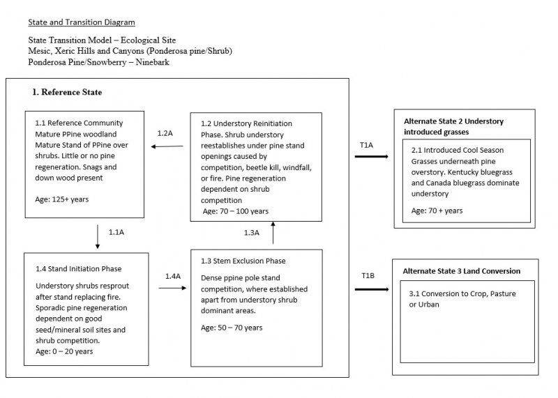 Model diagram