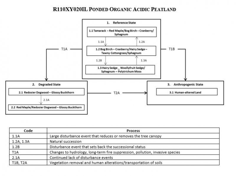 Model diagram