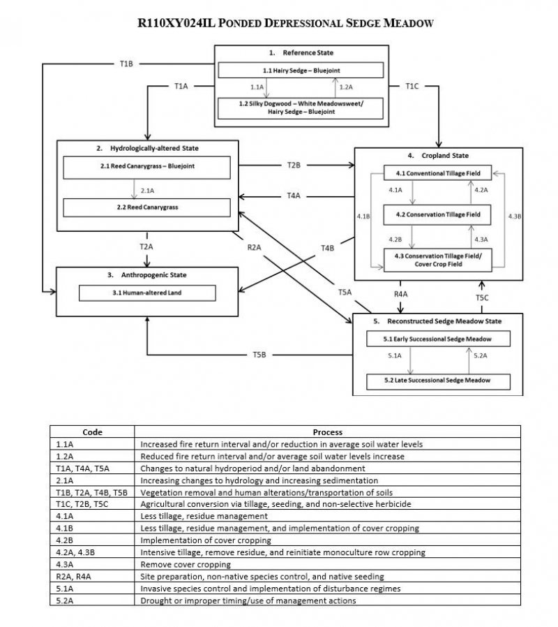 Model diagram