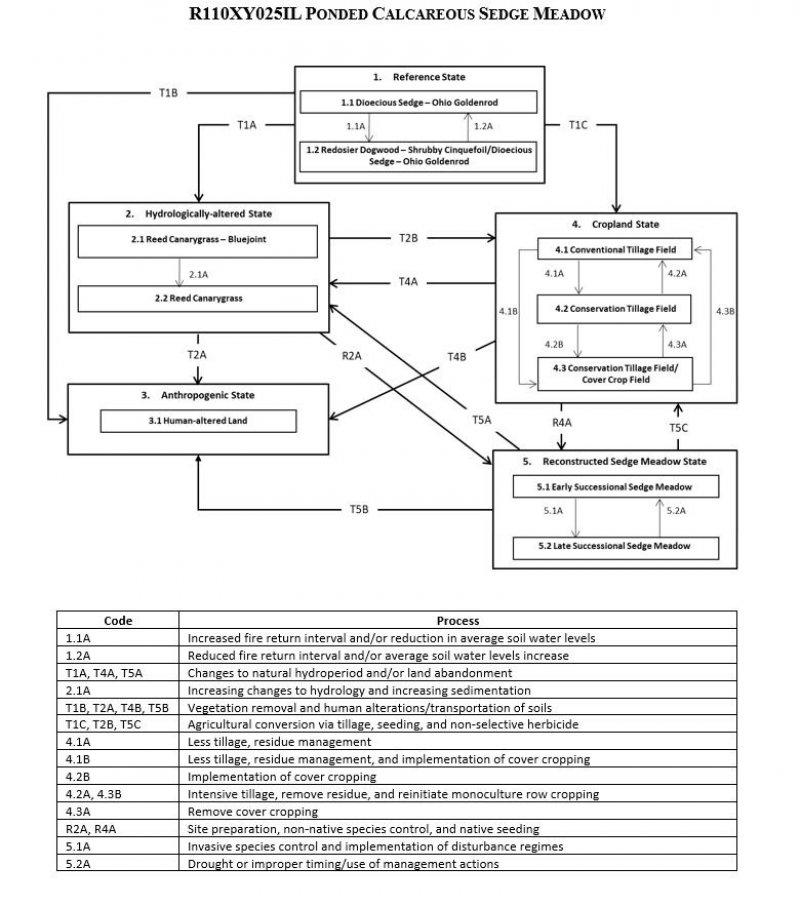 Model diagram