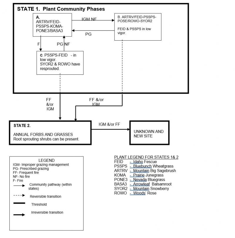 Model diagram