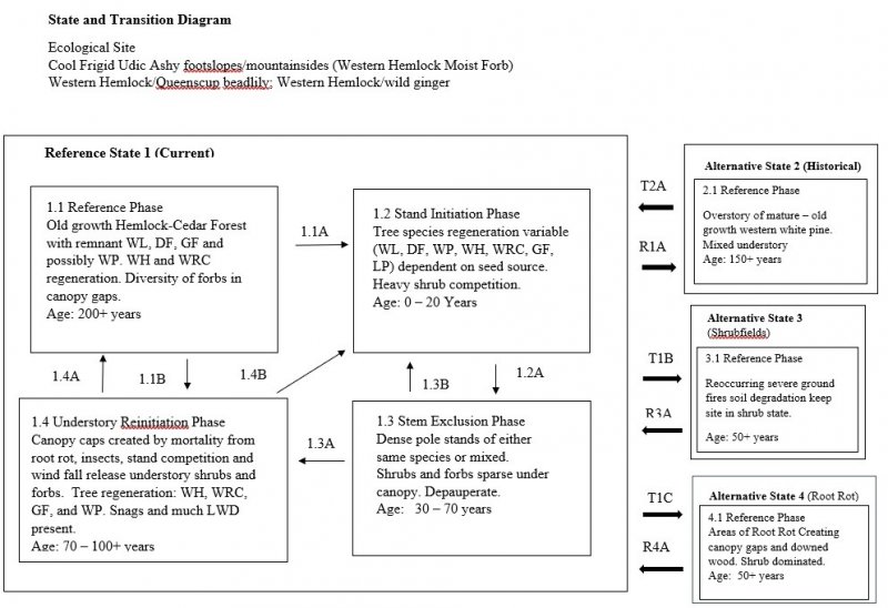 Model diagram
