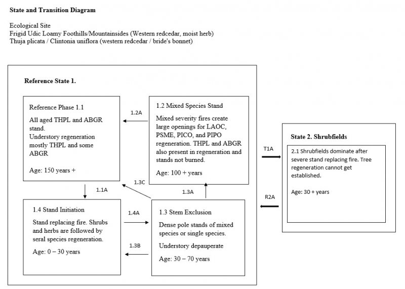 Model diagram