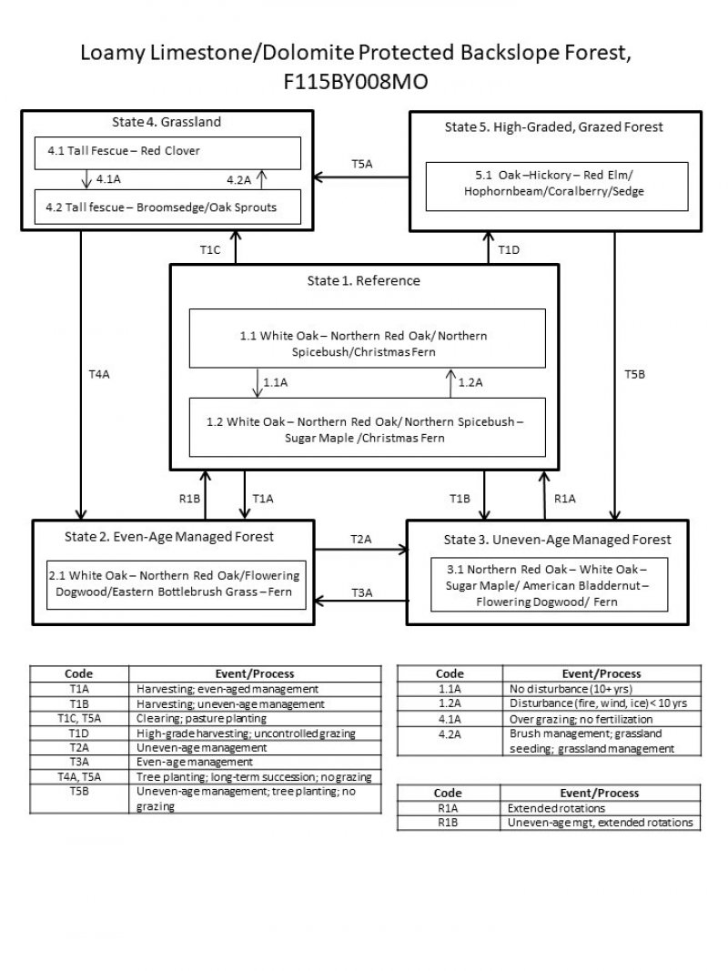 Model diagram