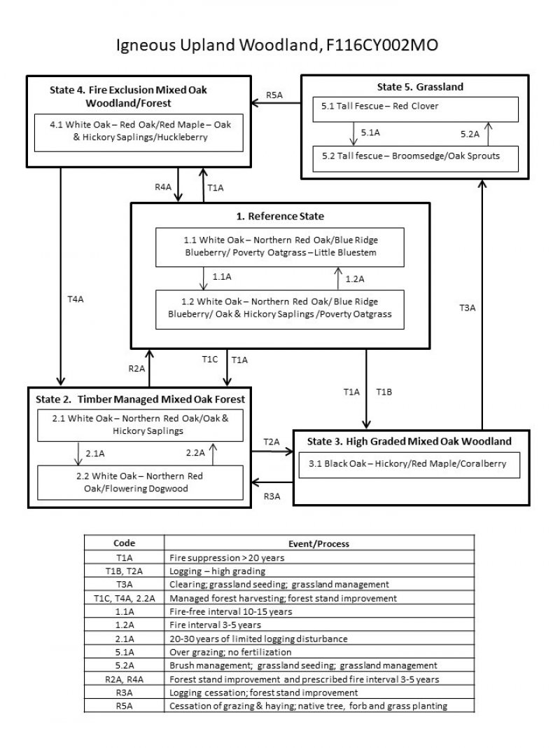 Model diagram