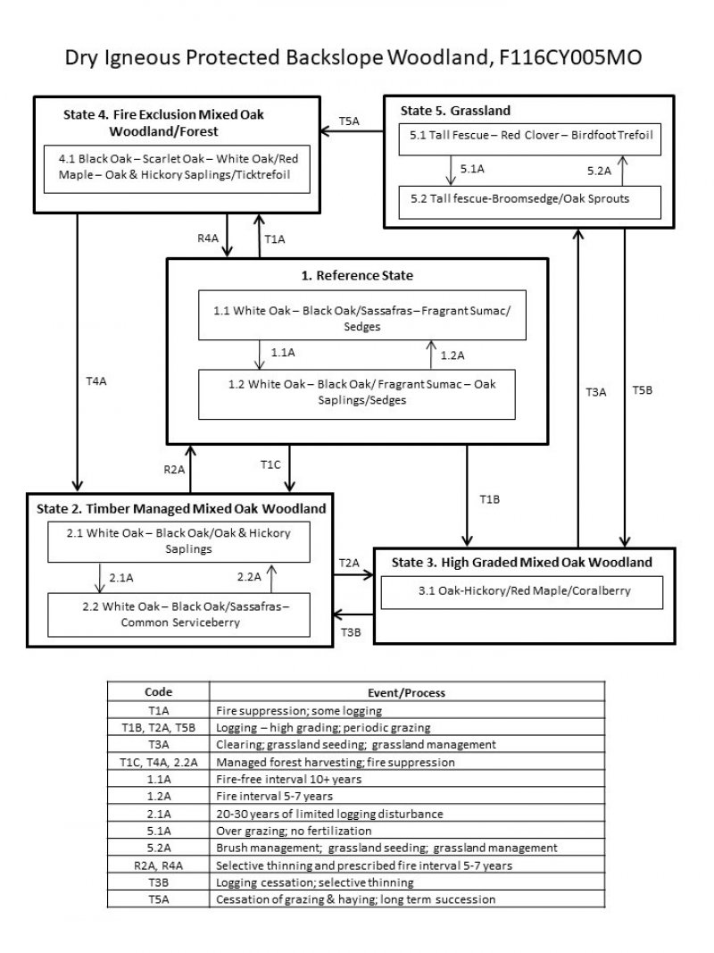 Model diagram