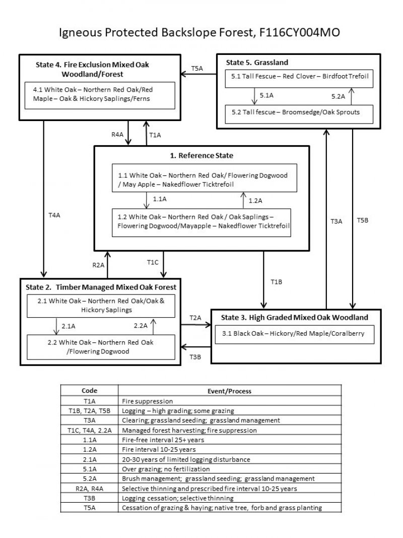Model diagram
