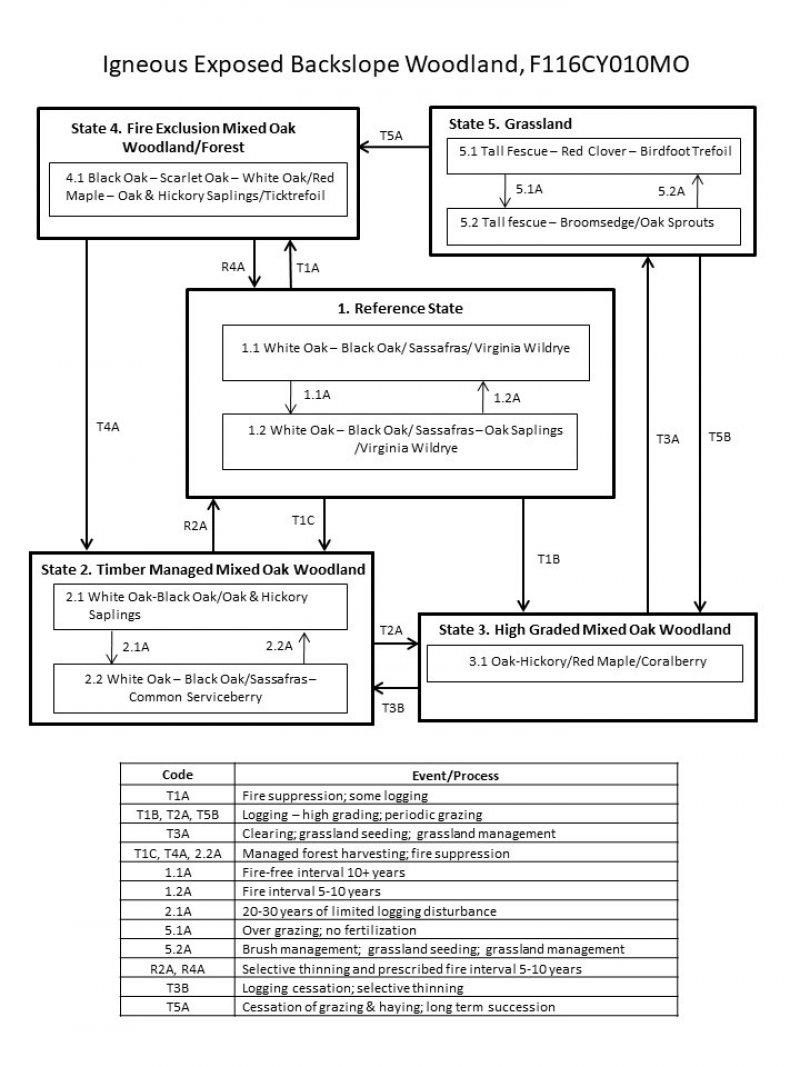 Model diagram