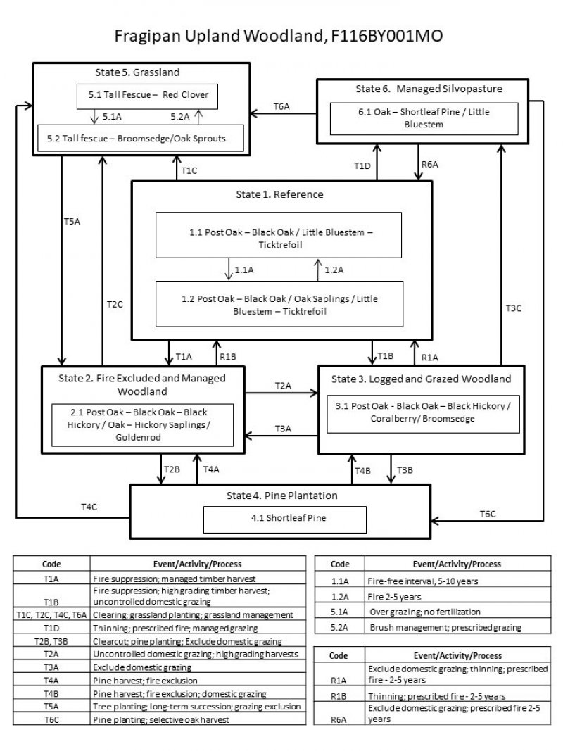 Model diagram