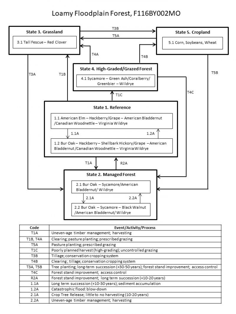 Model diagram