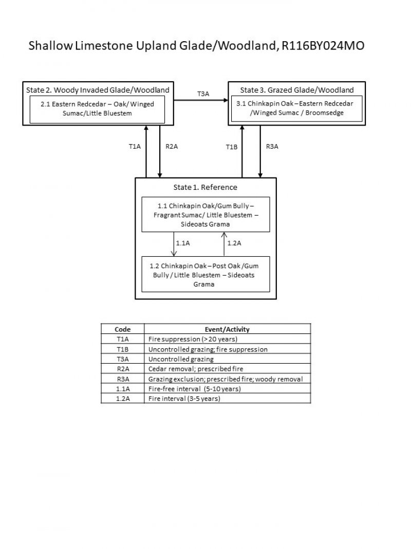 Model diagram