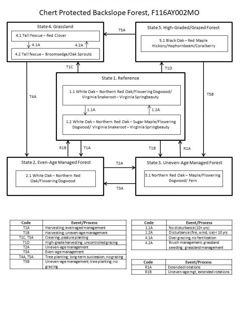 Model diagram
