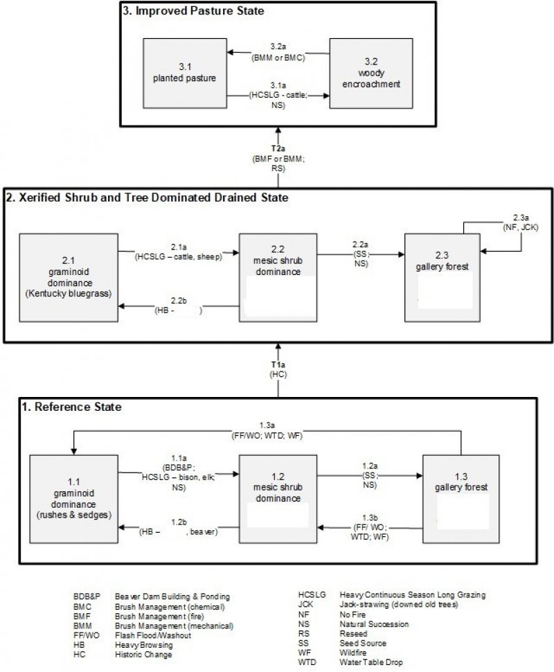 Model diagram