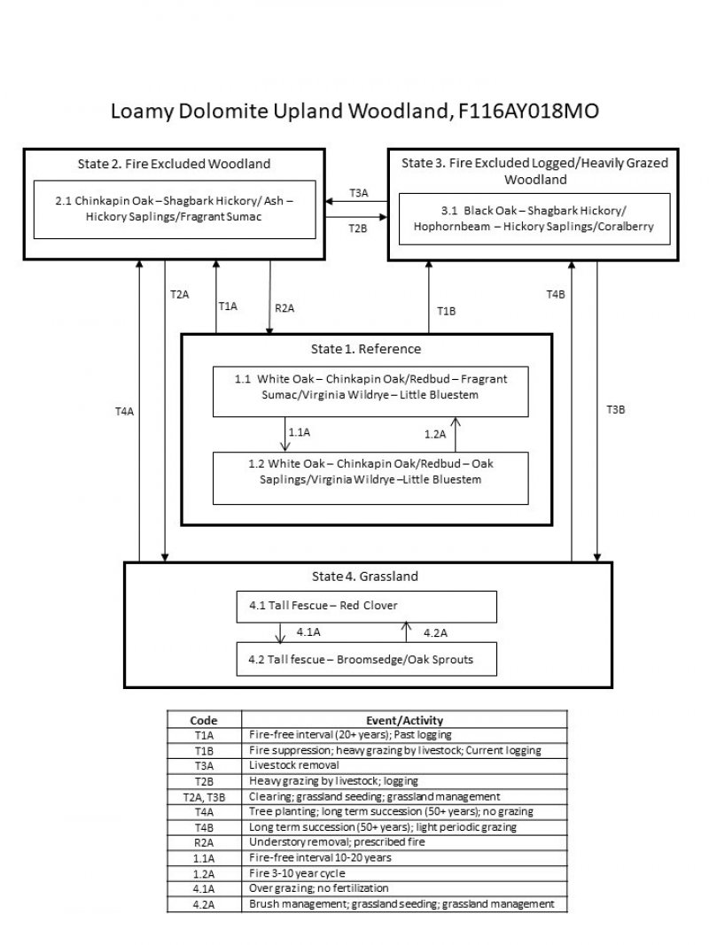 Model diagram