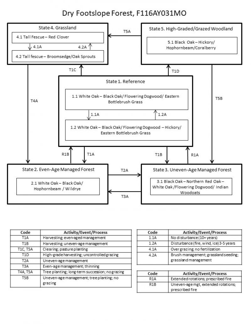 Model diagram