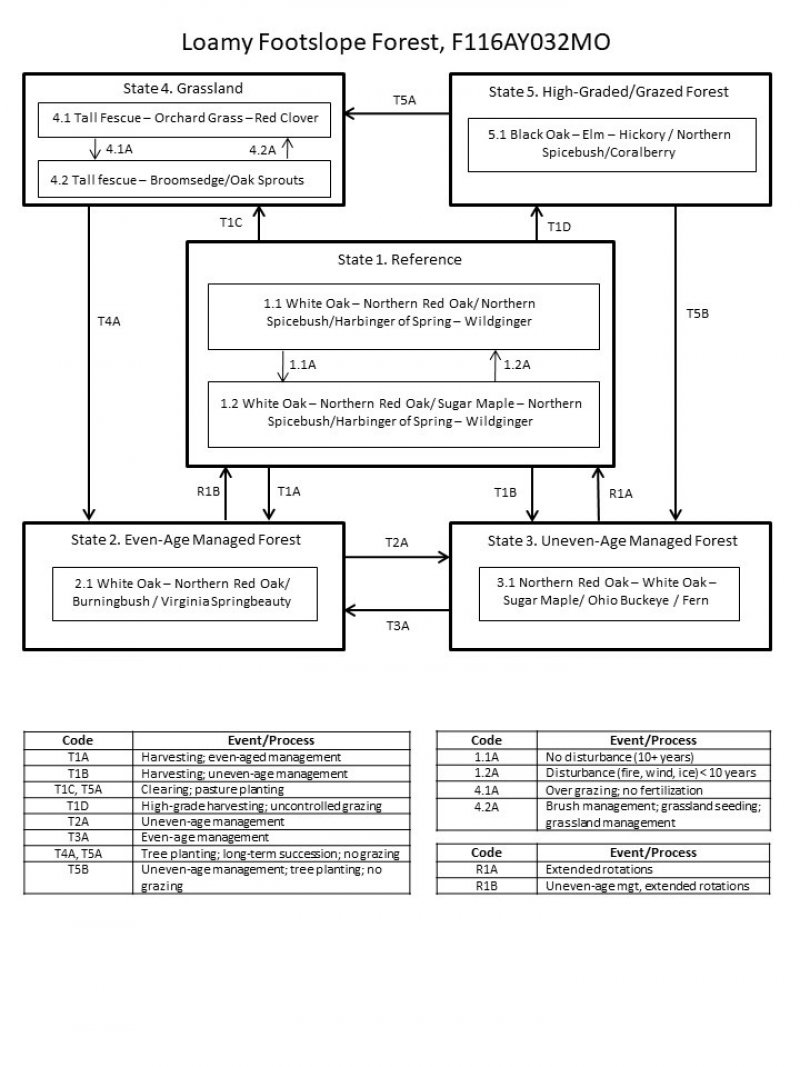 Model diagram
