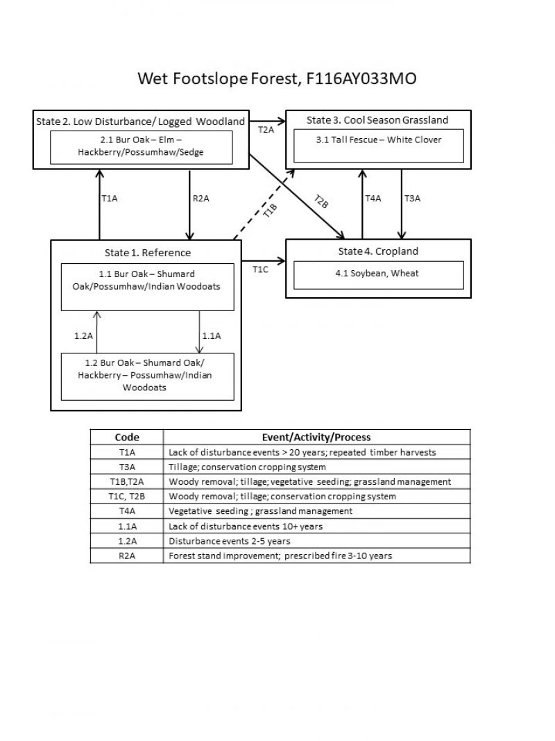 Model diagram