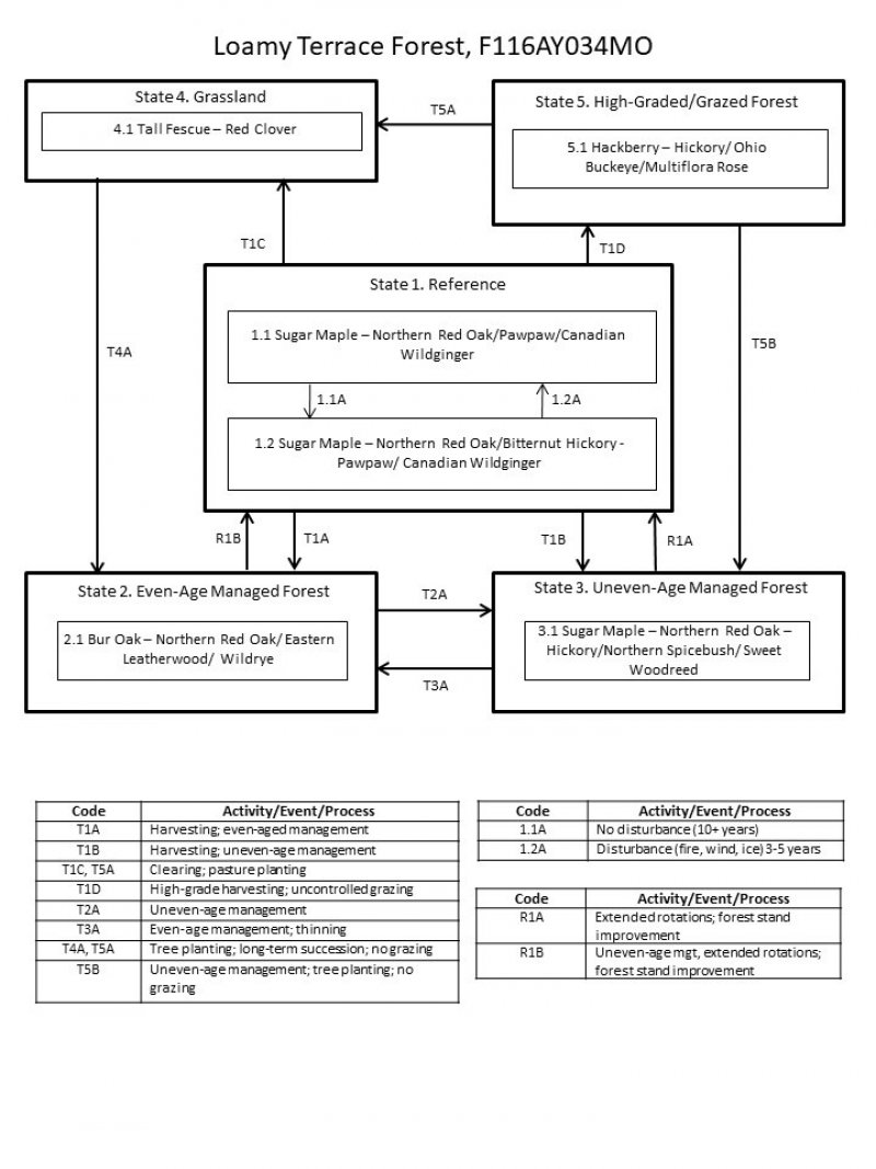 Model diagram