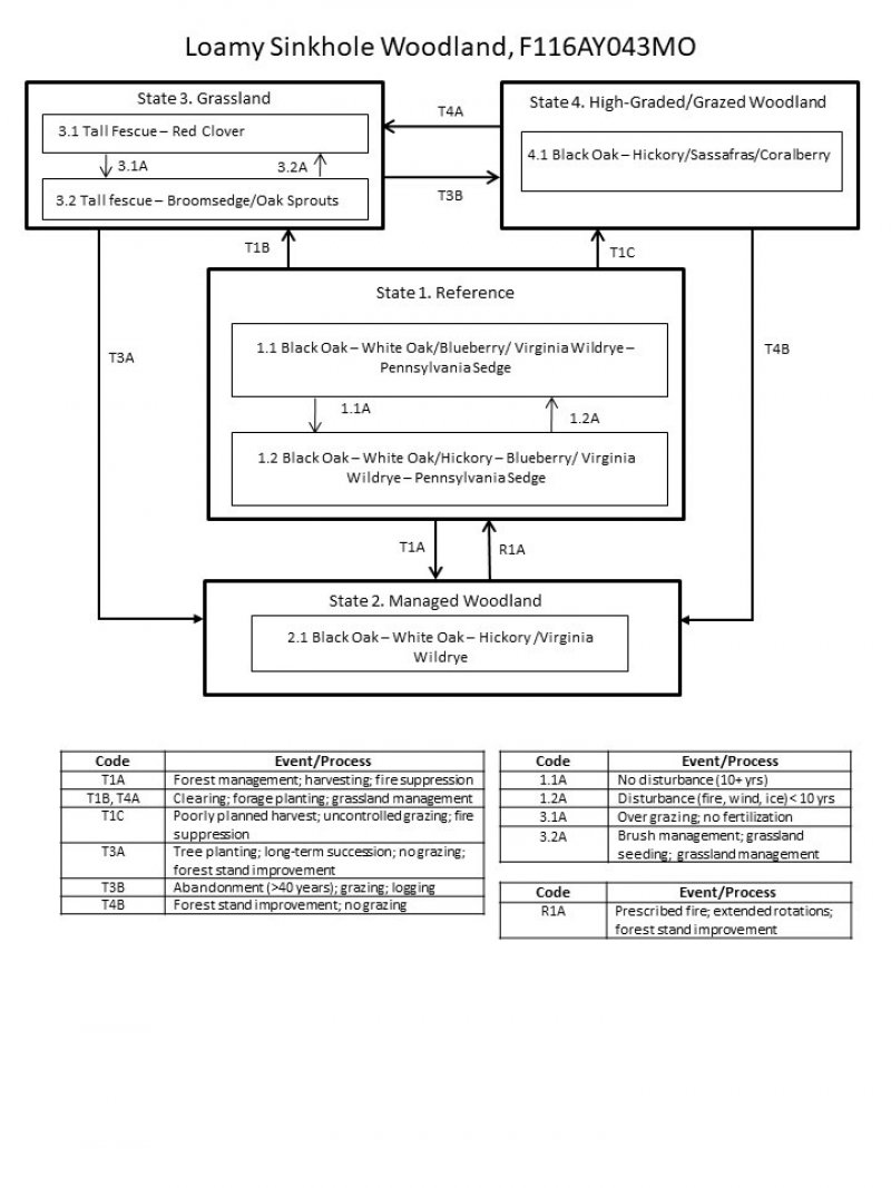 Model diagram