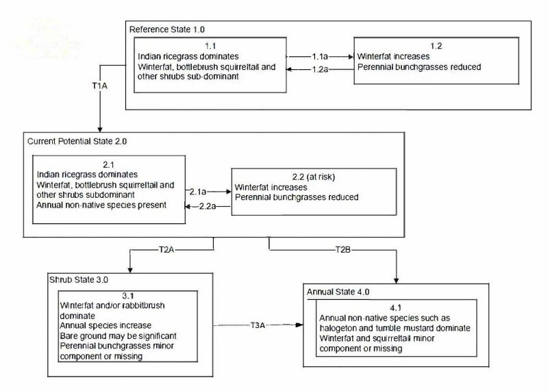 Model diagram