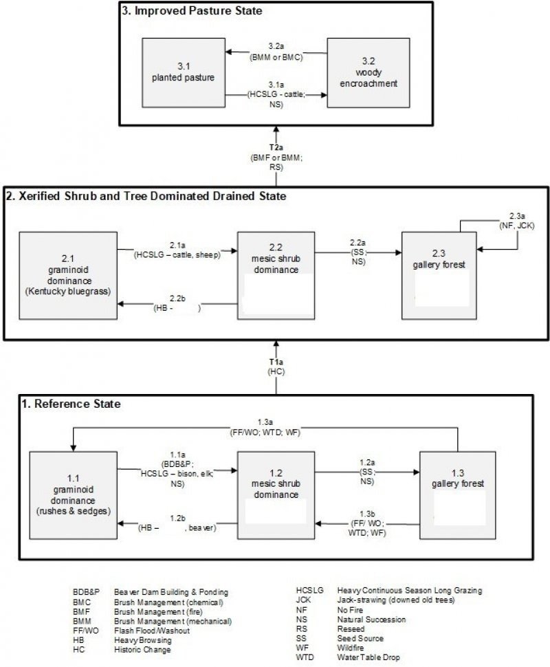 Model diagram