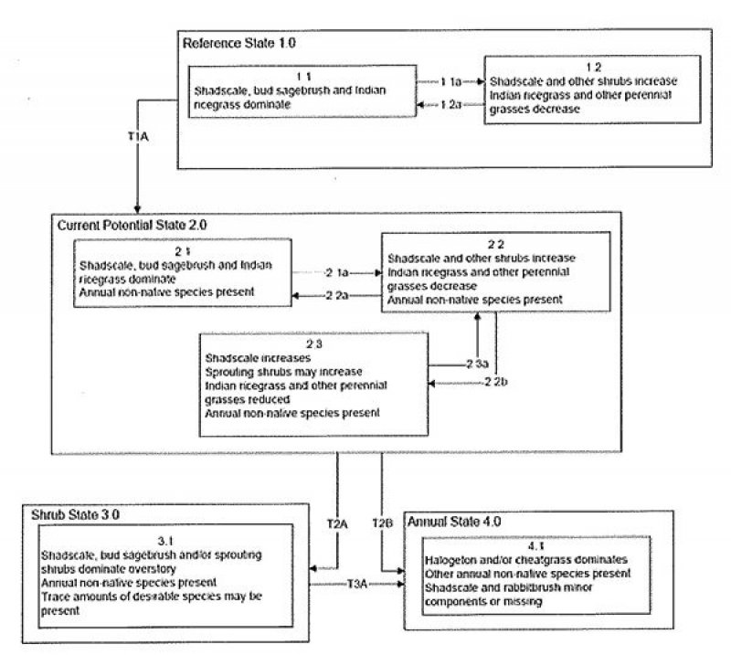 Model diagram
