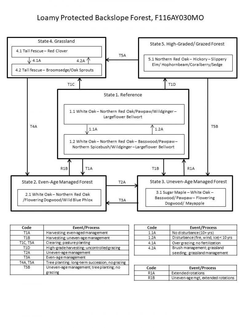 Model diagram
