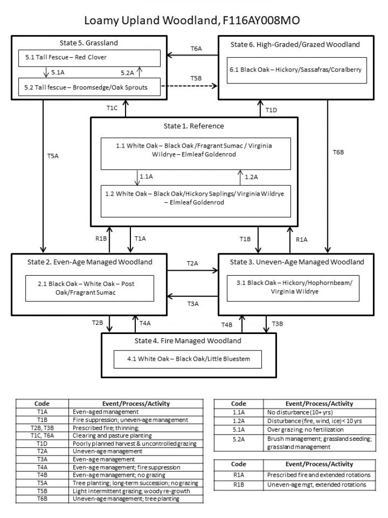 Model diagram