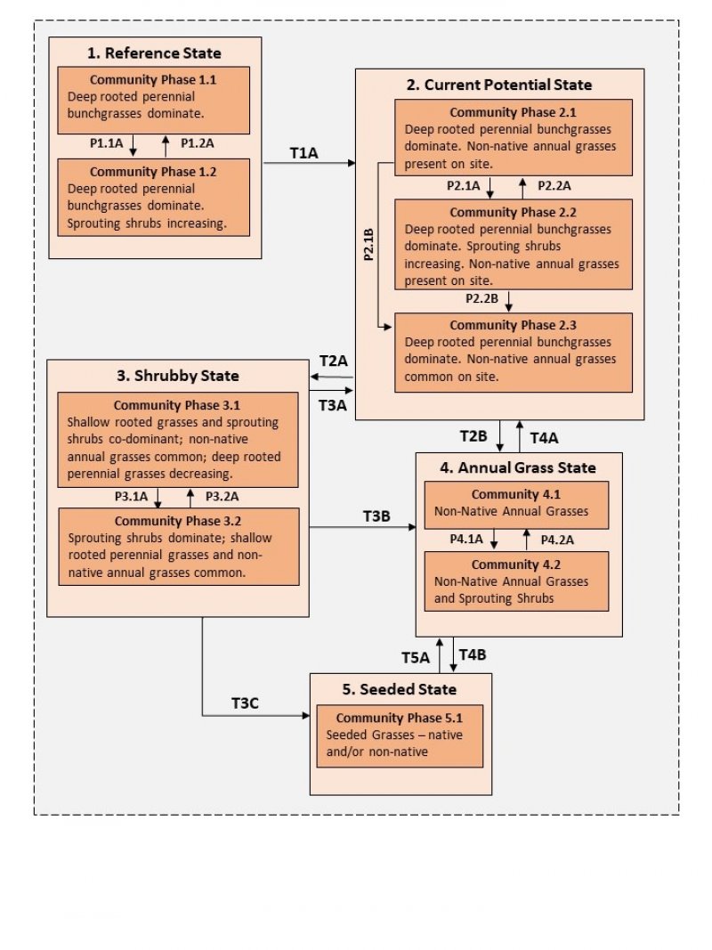 Model diagram