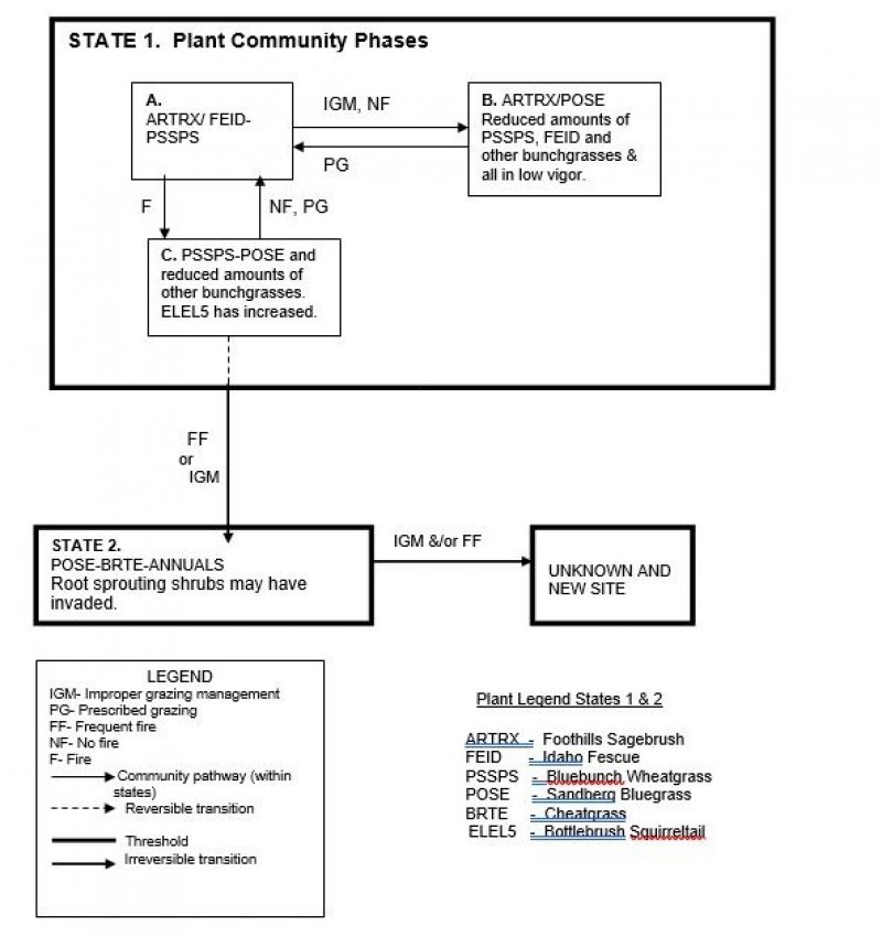Model diagram