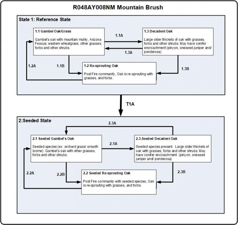 Model diagram