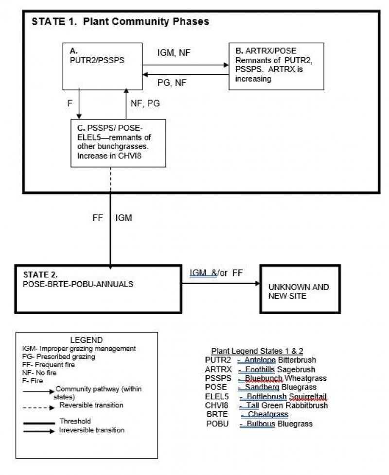 Model diagram