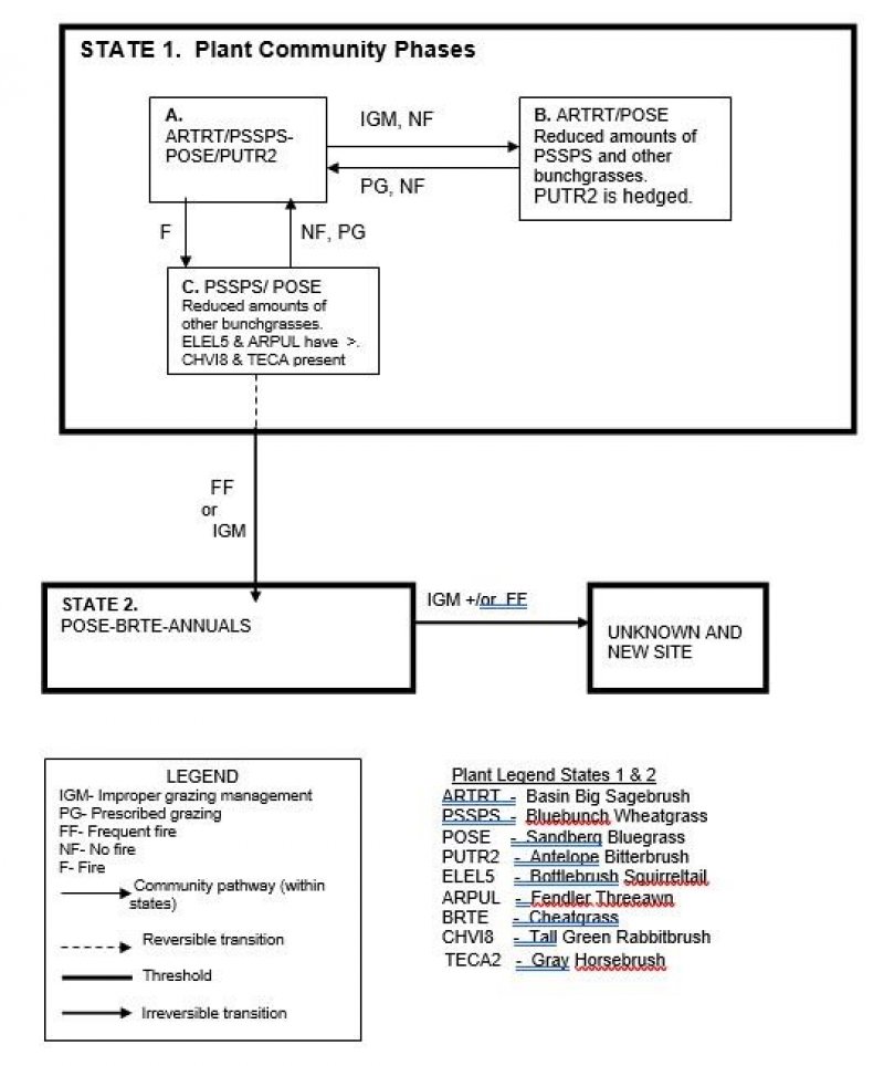 Model diagram