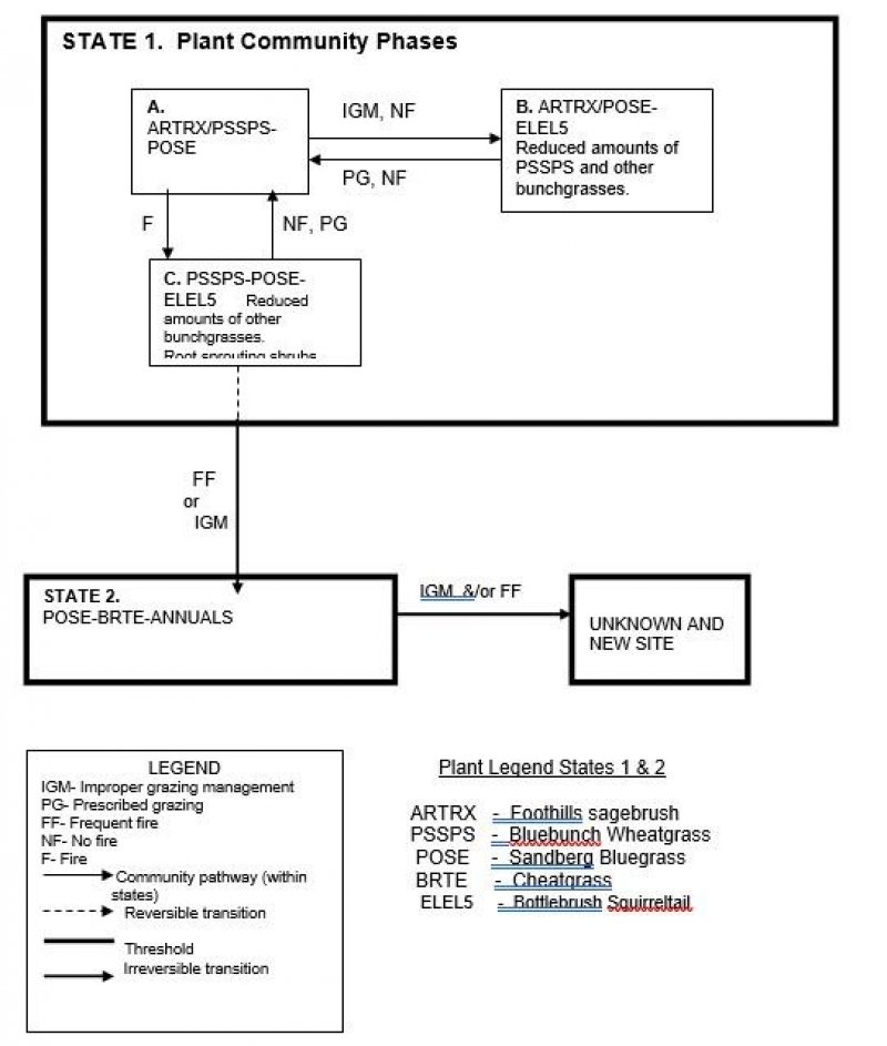 Model diagram
