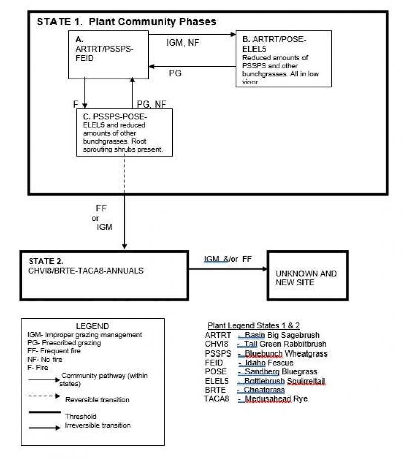 Model diagram