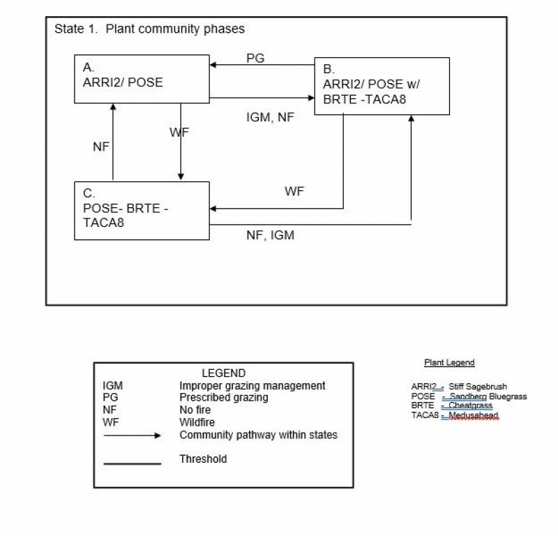 Model diagram