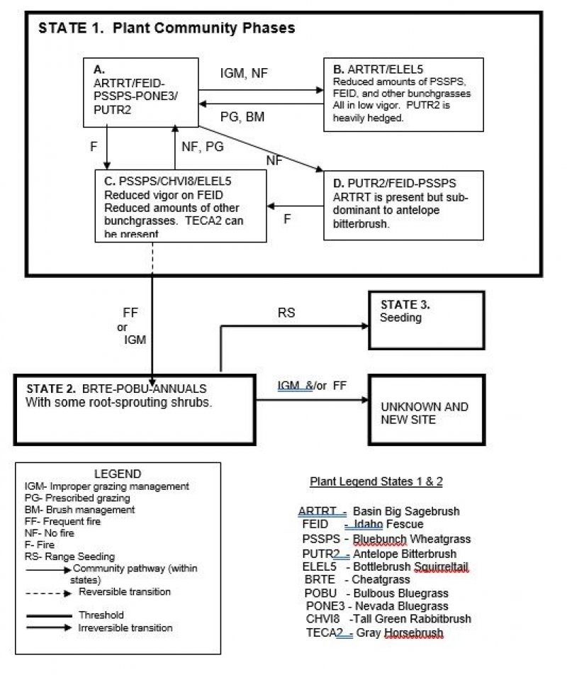Model diagram