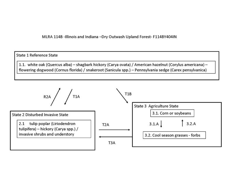 Model diagram