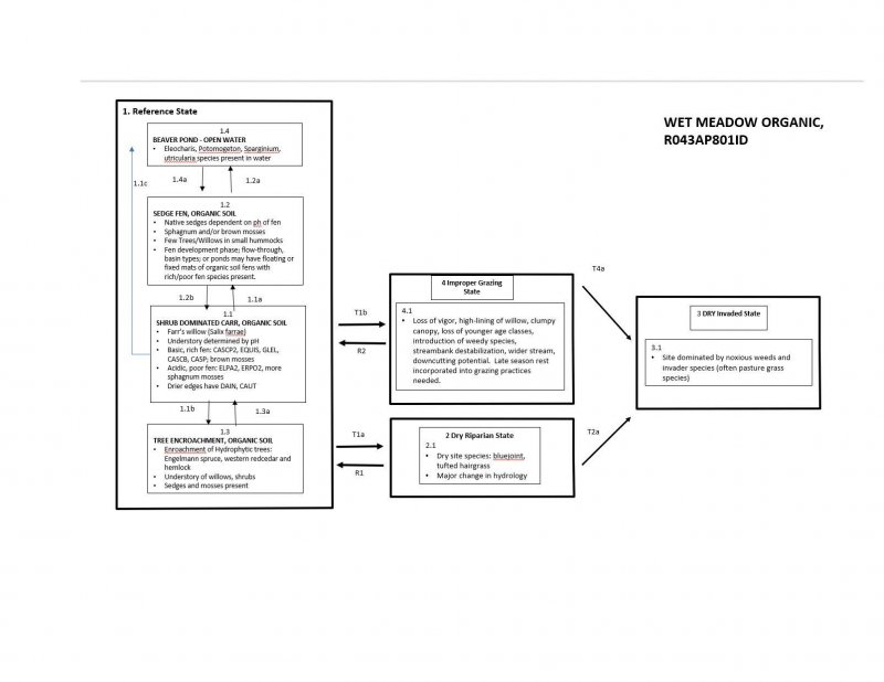 Model diagram