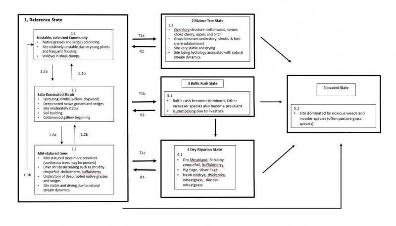 Model diagram