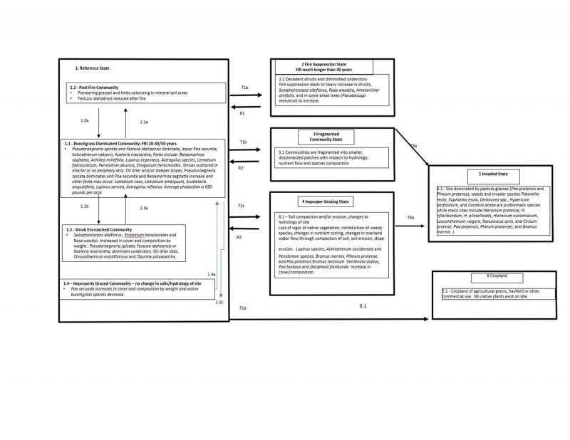 Model diagram