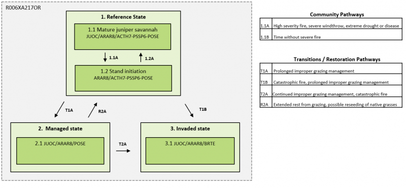 Model diagram