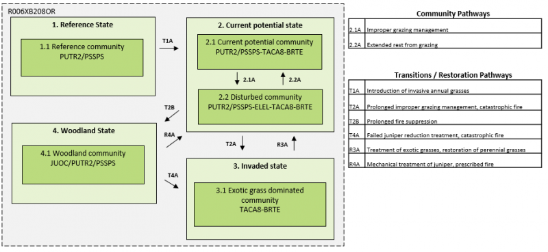 Model diagram