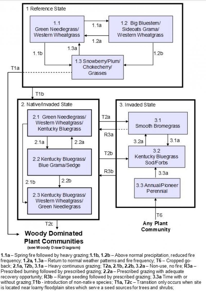Model diagram