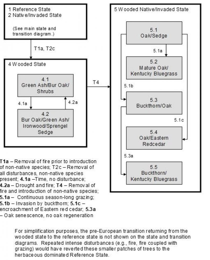 Model diagram