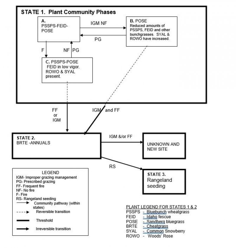 Model diagram