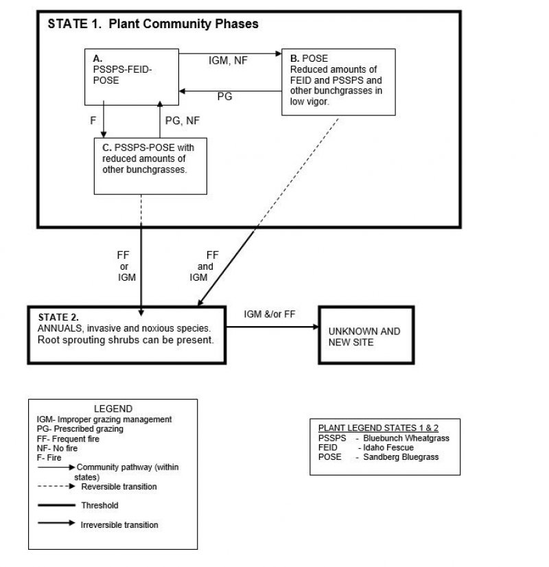 Model diagram